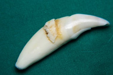 Büyük bir köpeğin köpek dişi. Yakın plan.