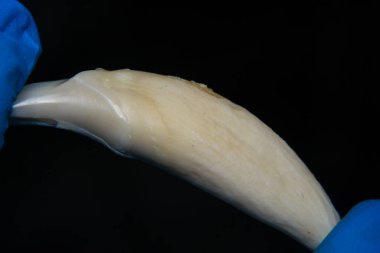 Büyük bir köpeğin köpek dişi. Yakın plan.