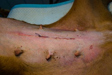 Köpekteki ovarohisterektomi ameliyatından sonra dikilmiş deri.