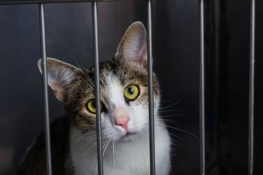 Veteriner kliniğindeki metal kafeste bir kedinin portresi.