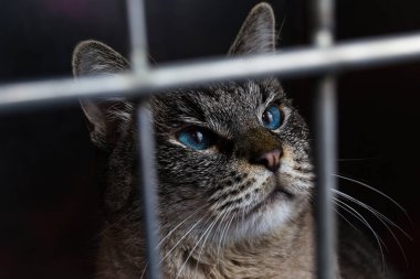 Veteriner kliniğindeki metal kafeste bir kedinin portresi.