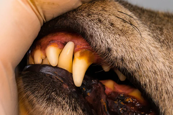 Foto Close Cão Dentes Com Tártaro Placa Bacteriana — Fotografia de Stock