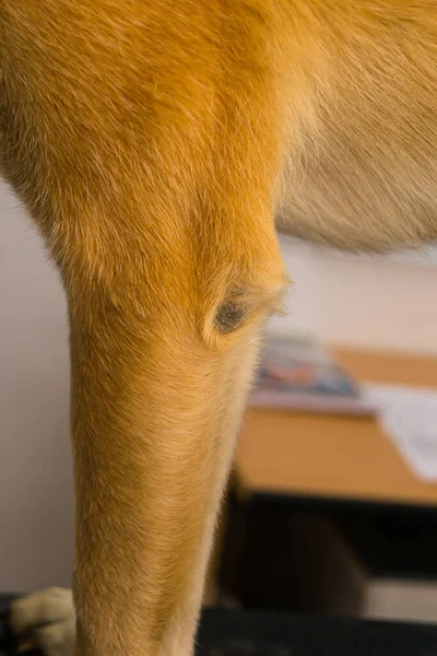 2歳の犬の肘の呼び出しPyderma 犬は柔らかい寝具を持っていたが それは日中金属火災エスケープに横たわって時間を過ごすことを選んだ — ストック写真