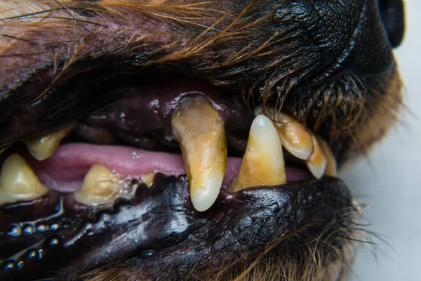 close-up photo of a dog teeth with tartar or bacterial plaque