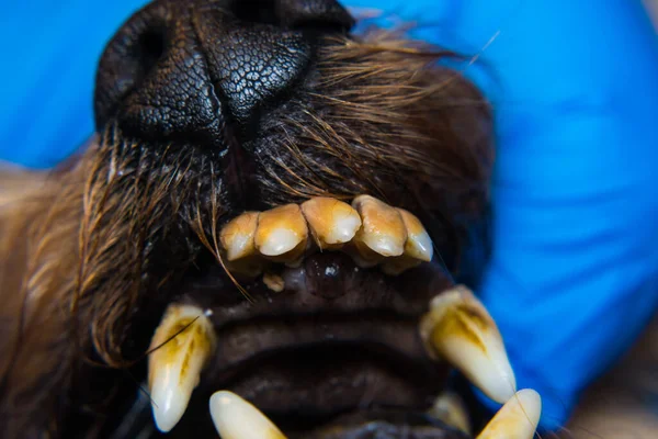 close-up photo of a dog teeth with tartar or bacterial plaque