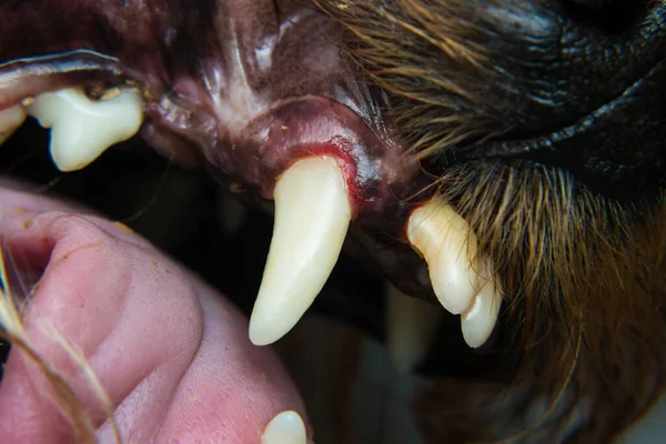 Foto Cerca Los Dientes Perro Después Descamación Dental — Foto de Stock