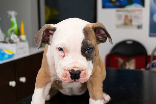 Yavru Köpek Amstaff Veteriner Kliniğinde Ürer — Stok fotoğraf