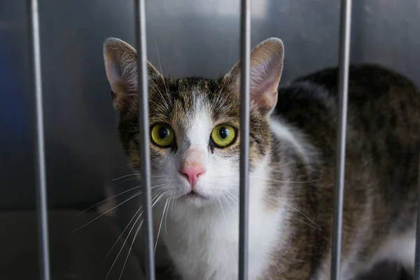 portrait of a cat in the metallic cage at the veterinary clinic