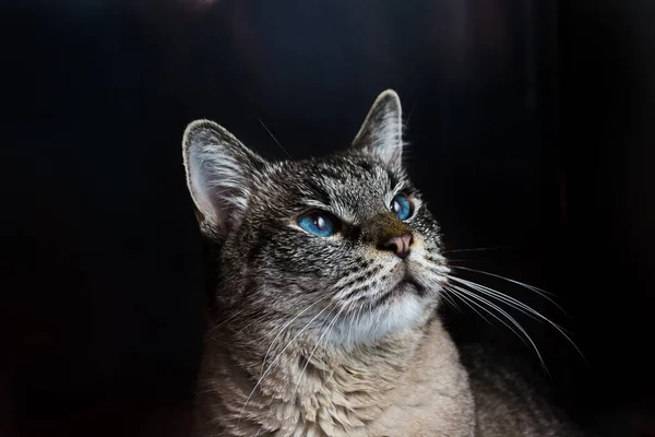 Porträtt Katt Metallburen Veterinärkliniken — Stockfoto