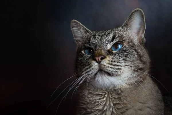 Porträtt Katt Metallburen Veterinärkliniken — Stockfoto