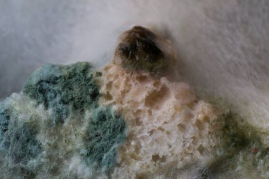 Ekmeğin yüzeyindeki küf mantarının makro fotoğrafı