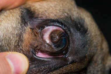 close-up photo of a french bulldog eye with corneal dermoid clipart