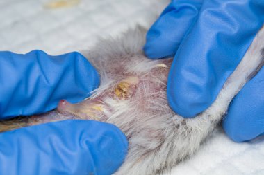 Apseli küçük bir hamsterın yakın plan fotoğrafı.