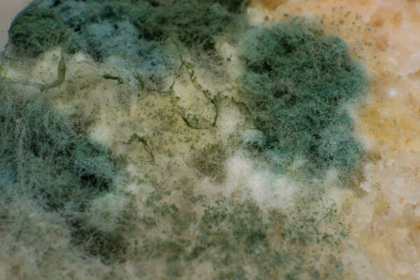 macro photo of mold fungus on the surface of a bread