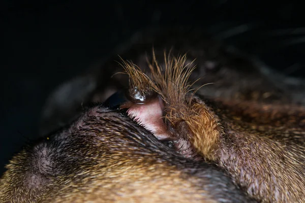 Nahaufnahme Eines Französischen Bulldoggen Auges Mit Hornhautdermoid — Stockfoto