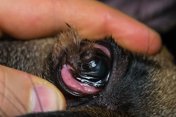 Nahaufnahme Eines Französischen Bulldoggen Auges Mit Hornhautdermoid — Stockfoto