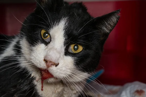 close-up photo of a cat with bloody saliva because sha was poisoned with brodifacoum