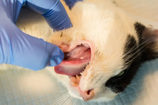 唾液腺膿瘍の猫の口のクローズアップ写真です — ストック写真