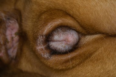 Akbabanın etrafındaki fazlalık derinin yakın plan fotoğrafı. Bu, kapüşonlu ya da parmaklıklı vulva denilen şeyin yağ ya da deri kenarının altına gömüldüğü zaman meydana gelir..