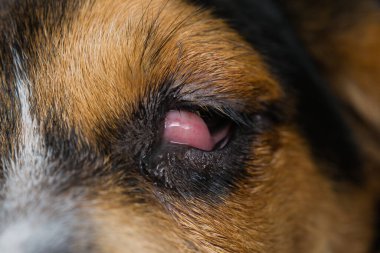 Beagle köpek yavrusu ameliyattan önce kiraz gözü ile karışıyor.