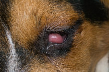 Beagle köpek yavrusu ameliyattan önce kiraz gözü ile karışıyor.