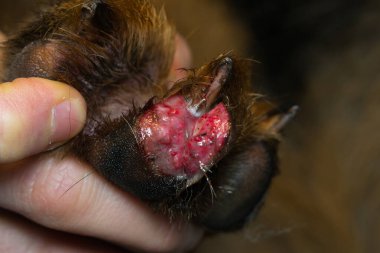 Bir köpek parmağının yakın plan fotoğrafı cam kesiği üstüne küçük bir yara.