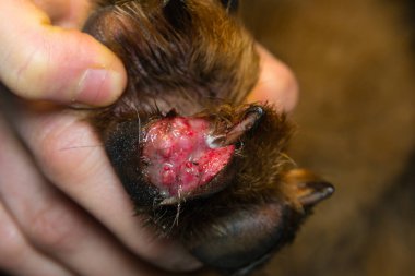 Bir köpek parmağının yakın plan fotoğrafı cam kesiği üstüne küçük bir yara.