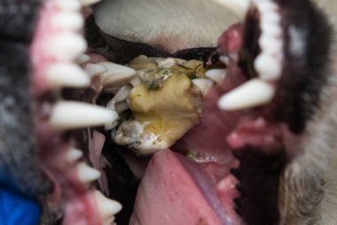 Bu köpeğin dişine bir kemik parçası yapışmış ve yiyemiyor ya da içemiyor.