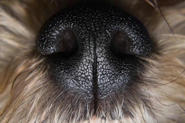 Close Photo Small Dog Nose — Stock Photo, Image