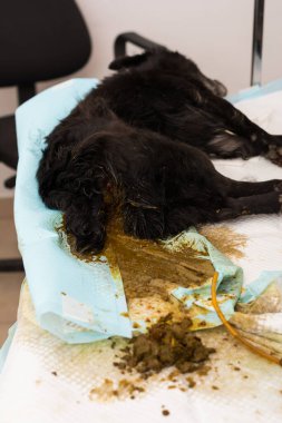 İlaçla uyutulmuş köpek ve lavman üstüne dışkı. Çiğ kemiklerle kabız olmuştu.