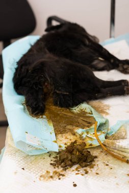 İlaçla uyutulmuş köpek ve lavman üstüne dışkı. Çiğ kemiklerle kabız olmuştu.