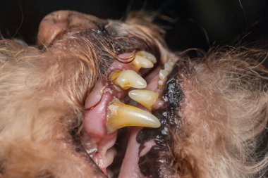 Bir köpek dişinin tartarlı yakın plan fotoğrafı.