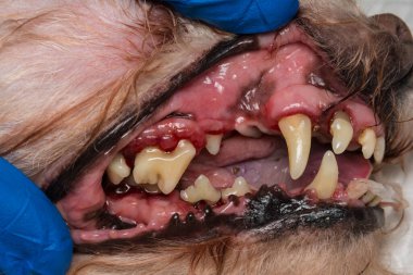 Bir köpek dişinin tartardan sonra çekilmiş yakın plan fotoğrafı.