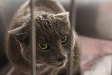 Veteriner kliniğindeki kafesteki kedi.