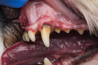 Bir köpek dişinin tartarlı yakın plan fotoğrafı.