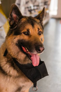 Boynunda ağızlık olan bir veteriner kliniğinde büyük bir köpek cinsi.