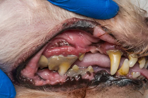 close-up photo of a dog teeth with tartar