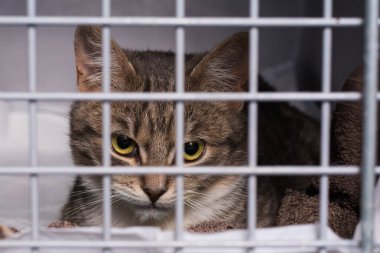 Veteriner kliniğindeki kafesteki kedi.