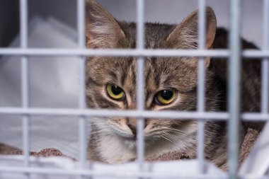 Veteriner kliniğindeki kafesteki kedi.