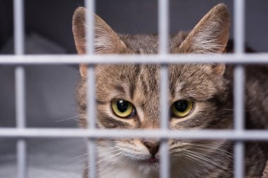 Veteriner kliniğindeki kafesteki kedi.