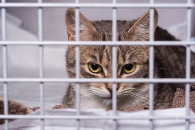 Veteriner kliniğindeki kafesteki kedi.