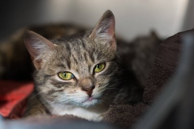 Doğal ışık altında güzel kedi portresi