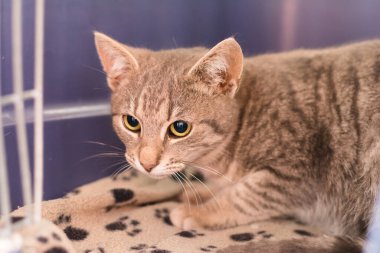 Veteriner kliniğindeki kafesteki kedi.