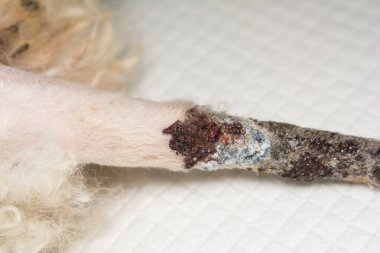 Ameliyat için hazırlanmış kansız bir köpek kuyruğu fotoğrafı.