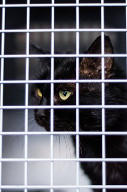 Veteriner kliniğindeki kafesteki kedi.