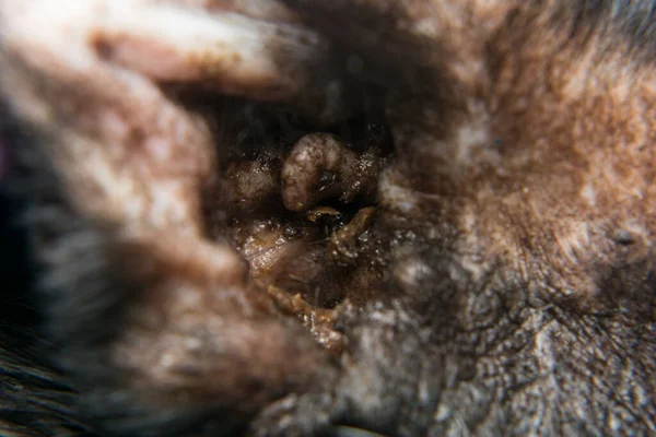 Foto Primer Plano Gato Negro Con Otitis Dermatitis Por Arañazos — Foto de Stock