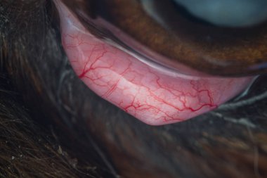 Köpeğin vişneli göz damarlarının makro fotoğrafı.