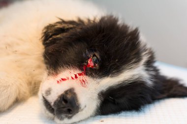 Veterinerlik kliniğinin masasında, gözünün yanında ısırık yarası olan sakinleştirici verilmiş bir köpek yavrusu.