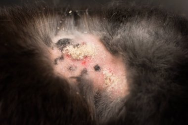 Tavşan dermatitinin yakın plan fotoğrafı.