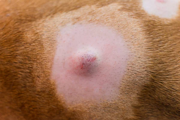 Közeli Kép Egy Kutyáról Akinek Csomók Vannak Bőrén Műtét Előtt Jogdíjmentes Stock Képek
